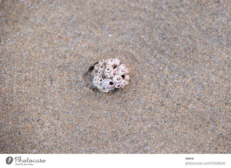 Seepocken auf einem Stein am Strand von Carnon in Frankreich Balanidae camarque Krabben h2o liquide Rhône-Delta sandig Sandstrand MEER Ackerbau