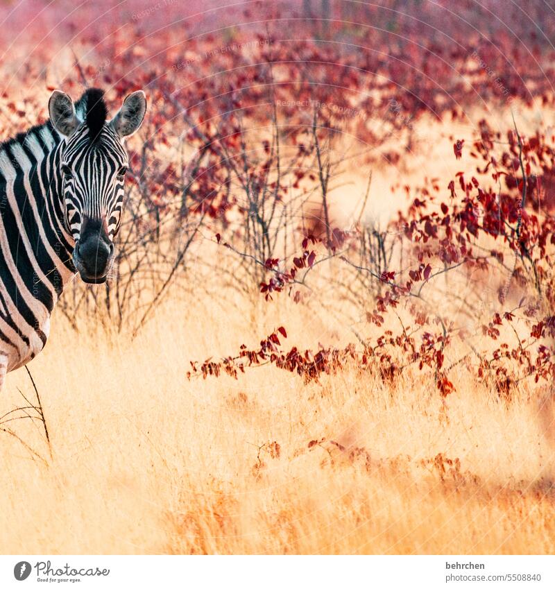 einfach mal reingeschaut etosha national park Etosha Etoscha-Pfanne außergewöhnlich fantastisch Tierporträt Wildtier frei wild Wildnis Zebra Safari reisen