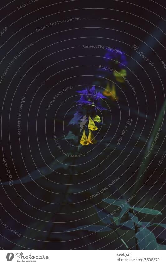 Foto von Sommerblumen in der Abenddämmerung. Melampyrum nemorosum, Hain-Wachtelweizen. Gelb-orangefarbene Blüten mit grün-violetten Blättern auf dunklem Hintergrund.