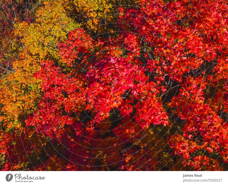 Leuchtend rote Blätter im Herbst wisconsin Waldland oben abstrakt Luftaufnahme Herbstblattfarbe herbstlich Ehrfurcht Hintergründe schön Schönheit