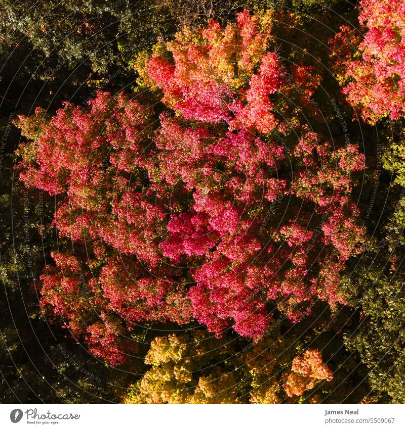 Drohnenansicht der herbstlichen Wisconsin-Baumkronen oben Luftaufnahme Herbst Herbstblattfarbe Ehrfurcht Hintergründe schön Schönheit in der Natur Ast braun