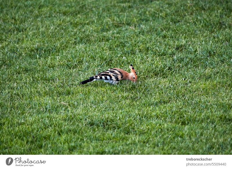 Kanarischer Wiedehopf, lateinisch Upupa epops, auf einer grünen Wiese Vogel Tier Tierwelt wild Natur farbenfroh schön Flügel Hintergrund Feder Schnabel