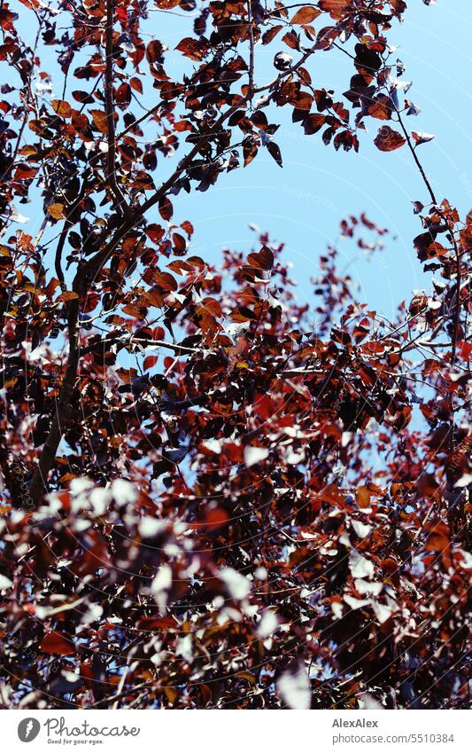 Blauer Himmel hinter einem Baum mit dunkelroten Blättern schönes Wetter Sommer Natur Pflanze BAum Laub rotes Laub Außenaufnahme Herbstlaub Sonnenlicht