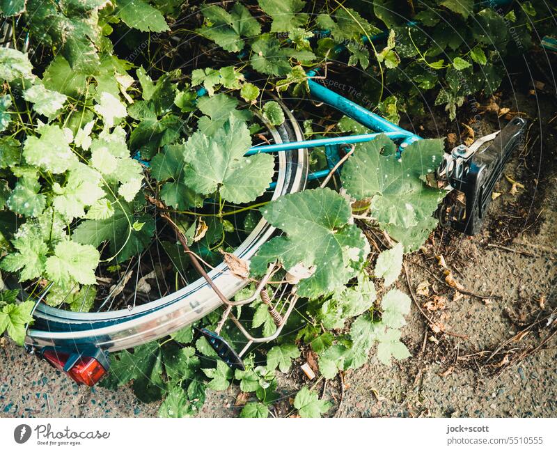 grenzwertig | aus Fahrrad wird Schrottrad bewachsen Detailaufnahme Abstellplatz lange Zeit kaputt Verkehrsmittel vergessen demoliert authentisch Schutzblech