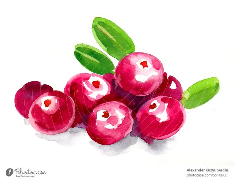 Reife rote Preiselbeeren. Aquarell Skizze Kunst Hintergrund Beeren Clip-Art Diät Zeichnung gezeichnet Lebensmittel Wald frisch Frucht grün Gesundheit