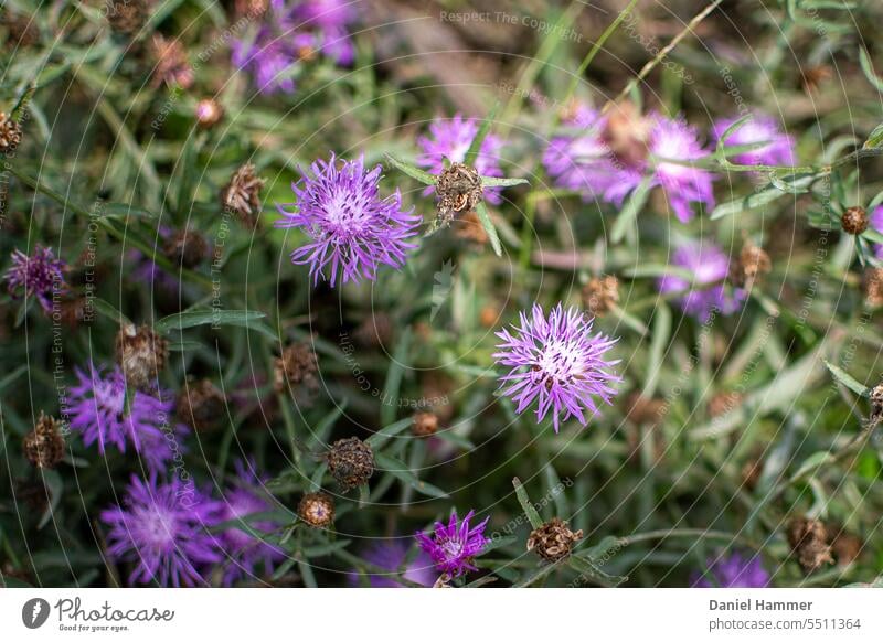 Pflanze mit lilafarbenen Blüten am Waldrand teilweise im Sonnenlicht mit Schatten. Teilweise verblüht. grün Sommer Blühend violett Natur Lila Blume Blütezeit