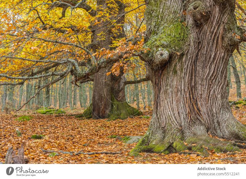 Großer Baumstamm im Herbst Kofferraum Park Blatt Wetter Laubwerk Rinde Deckung Gras Saison fallen Küste Natur Landschaft Windstille Waldgebiet Gelassenheit