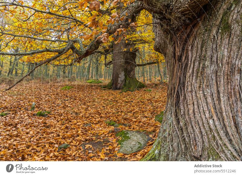 Großer Baumstamm im Herbst Kofferraum Park Blatt Wetter Laubwerk Rinde Deckung Gras Saison fallen Küste Natur Landschaft Windstille Waldgebiet Gelassenheit