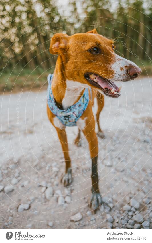 Charmanter Hund im Feld Reis bezaubernd niedlich Tier Haustier Eckzahn Porträt Säugetier Natur Gras heimisch schön Stammbaum Wiese Reinrassig lieblich