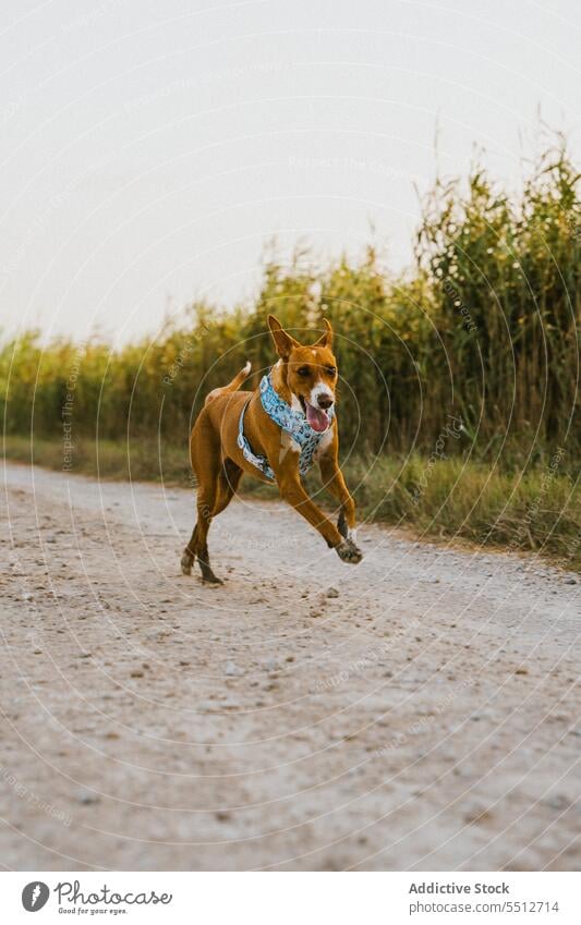 Brauner Hund im Feld beim Laufen Natur rennen Tier braun Eckzahn Säugetier niedlich heimisch Haustier ländlich lieblich einsam bezaubernd Spaß allein lustig