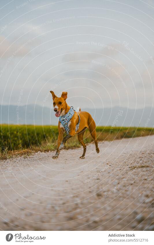 Brauner Hund im Feld beim Laufen Natur rennen Tier braun Eckzahn Säugetier niedlich heimisch Haustier ländlich lieblich einsam bezaubernd Spaß allein lustig