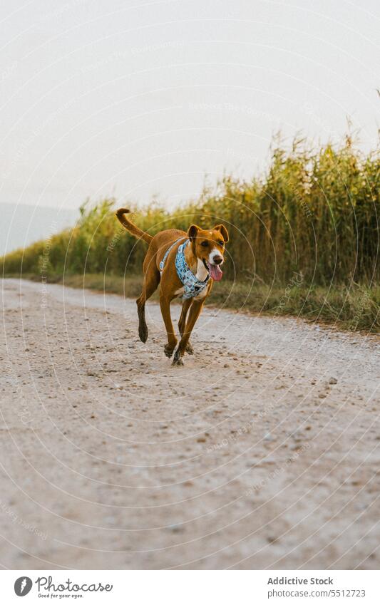 Brauner Hund im Feld beim Laufen Natur rennen Tier braun Eckzahn Säugetier niedlich heimisch Haustier ländlich lieblich einsam bezaubernd Spaß allein lustig