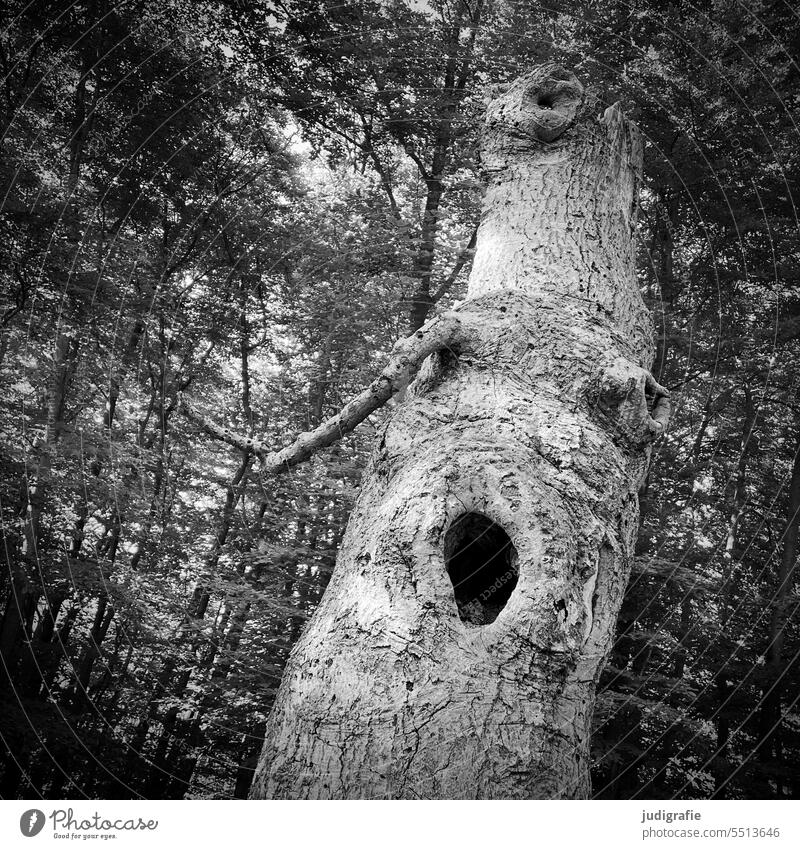 Oh! … sagt der alte Baum im Darßer Urwald Bäume Wald darßwald Landschaft Natur Pflanze natürlich Idylle Nationalpark Naturschutzgebiet
