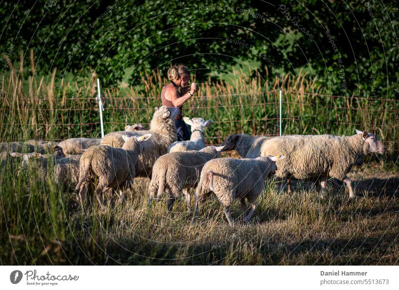 Schafherde umringt Schäferin und verlangt Leckereien und Streicheleinheiten. Im Hintergrund ein Schafzaun, hohes Gras, eine Hecke und Bäume.