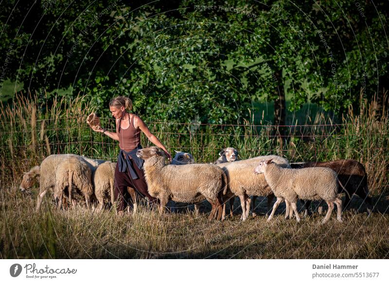 Neun Schafe und eine Frau auf einer Sommerwiese. Frau streichelt ein Schaf kurz nachdem es leckere Schafskekse gab. Im Hintergrund Bäume, Hecke und hohes Gras und ein Schafszaun.