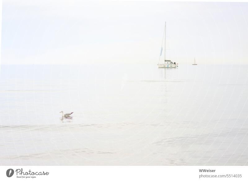 Im frühen Morgenlicht treiben eine Möwe und zwei Segelboote auf der stillen Oberfläche der See Ostsee Strand Küste Boot Schiff Sommer Wasser