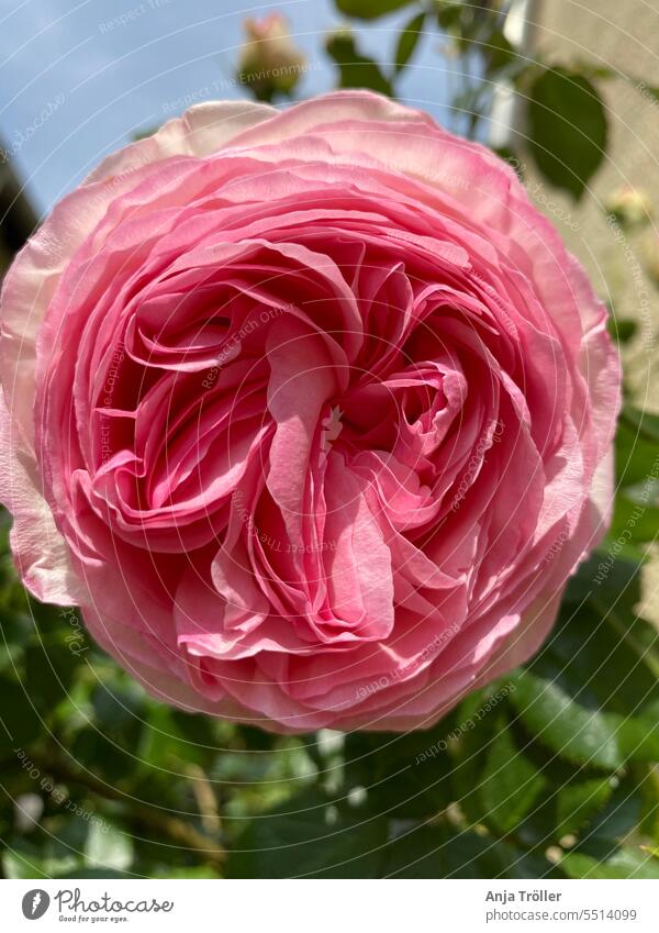 Rosa Blüte der Englischen Rose 'Eden' Hintergrund schön Schönheit Bienenfutter Blütezeit Überstrahlung botanisch hell Nahaufnahme Farbe Tag