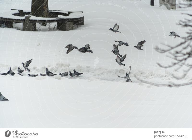Tauben auf dem Weg zum Futter Vogel Schnee blau Feder fliegen Flügel Winter Tier Ball Großstadt fällig Erde elegant Flug Fliege Globus Park Frieden Planet