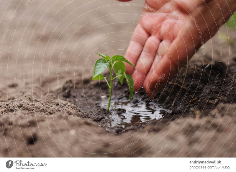 Landwirtschaft. Senior Landwirt die Hände mit Wasser sind Bewässerung grünen Spross von Peper. Junger grüner Setzling im Boden. Wassertropfen, neues Leben des jungen Sprosses. Gartenarbeit im Frühling. Gekeimte Samen in fruchtbarem Boden