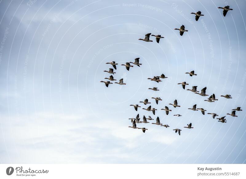 Graugänse Schwarm im Flug Vogelflug Vogelschwarm Vögel Zugvogel Außenaufnahme Tiergruppe Vogelzug Himmel Natur Formationsflug Bewegung Nordseeküste Nordseeinsel