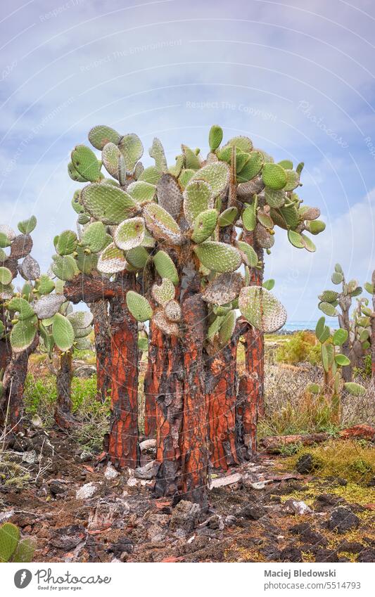 Galapagos-Insel Riesenopuntie (Opuntia galapageia) auf der Insel Santa Cruz, Galapagos-Nationalpark, Ecuador. Kaktus Galapagosinseln Landschaft