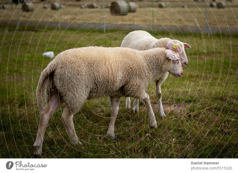 Zwei junge Schafböcke auf der Weide an einem trüben Sommertag. Im Hintergrund ein Salzleckstein, ein Schafschutzzaun und Heuballen. Beide Böcke sind Ostfriesische Milchschafe.