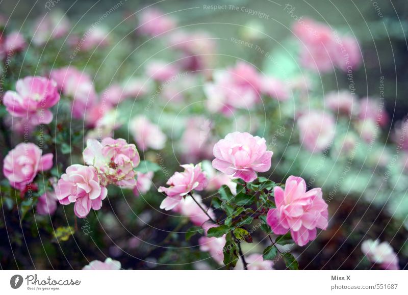 Rosen Garten Frühling Sommer Blume Blühend Duft rosa Rosenblüte Rosengewächse Farbfoto Außenaufnahme Menschenleer Textfreiraum oben Schwache Tiefenschärfe