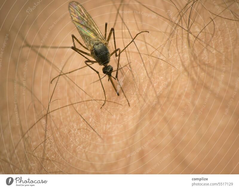 Mücke sticht in behaarten Mensch der nichts merkt und sich gleich wie blöd jucken muss Mückenstiche stechen arm malaria virus viruserkrankung gelbfieber insekt