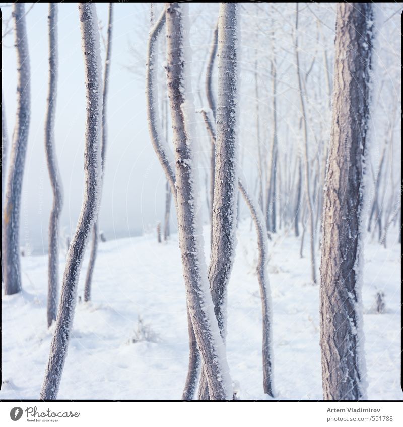 Frost#2 Landschaft Luft Winter Nebel Eis Baum Park Flussufer kalt blau weiß Farbe 6x6 Stadtbild ektar Filmmaterial Krasnojarsk sq-ai Bronica Zenzanon Kodak