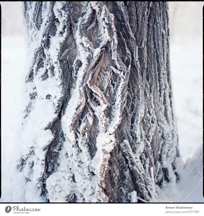 Frost#3 Natur Landschaft Pflanze Winter Nebel Eis Schnee Baum Park Flussufer Holz kalt blau weiß Farbe 6x6 Stadtbild ektar Filmmaterial Krasnojarsk sq-ai