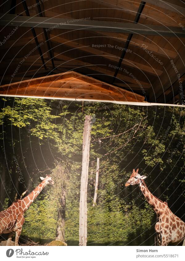 Abbildung von Giraffen auf einer Plakatwand in einer Halle Substitution Höhlengleichnis Ersatz Tierhaltung virtuell unecht Darstellung Lebewesen Gefangenschaft