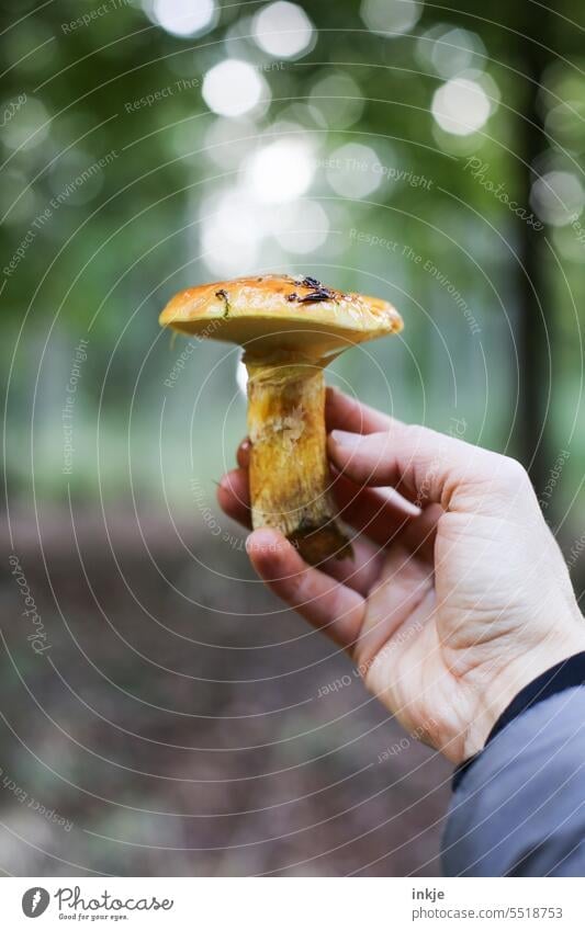 Butterpilz Farbfoto Außenaufnahme Pilze sammeln Einzeln Hand Nahaufnahme Natur Wald Essbar essbar Herbst frisch natürlich Schwache Tiefenschärfe Speisepilz