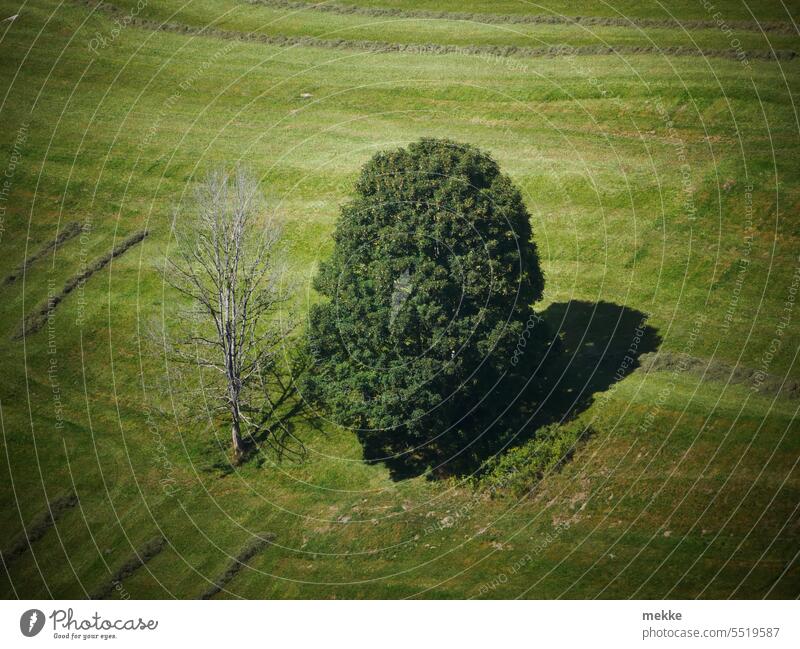 Ein ungleiches Paar Baum Bäume Duo zwei alt jung Natur Leben Landschaft Tot kahl nebeneinander Altersunterschied Seite an Seite grün Sommer Umwelt Wiese Alm