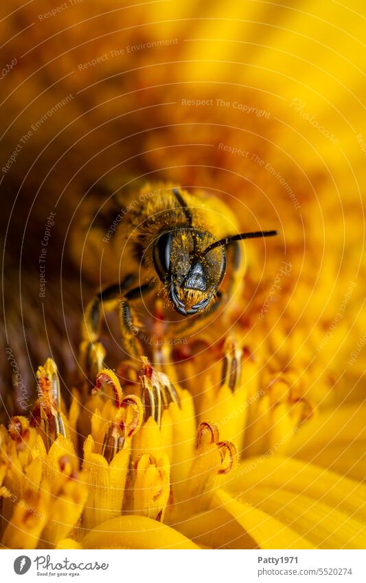 Biene sammelt Pollen auf einer Sonnenblume . Makroaufnahme. bestäuben Nutztier fleissig Tierporträt Blüte Blick in die Kamera gelb Fühler Beisswerkzeug Insekt