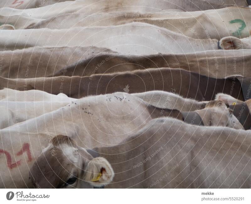 Wärmendes | Schön dicht kuscheln Kühe Kuhherde Herde nebeneinander Kuscheln wärmen Kälte Weide Nutztier Wiese Tiergruppe Rind Landleben Viehzucht Rinderhaltung