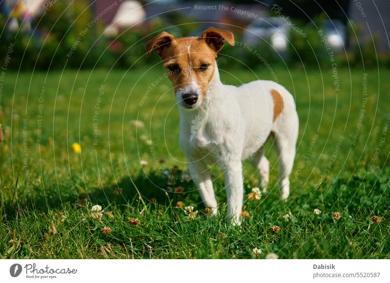 Spaziergang mit dem Hund auf einer Wiese mit grünem Gras an einem Sommertag Haustier jack russell Rasen Porträt Tier im Freien laufen aktiv niedlich Reinrassig