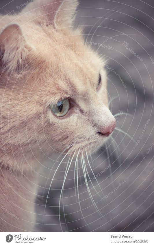 Pass bloß auf! Dorf Wege & Pfade Pflasterweg Pflastersteine Katze Tiergesicht braun gold grau schwarz weiß Konzentration Blick fokussieren Schnurrhaar Ohr Fell