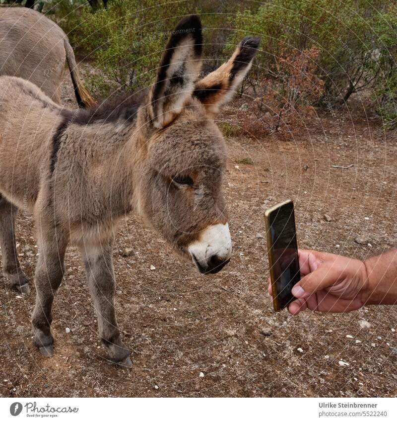 Eselbaby begutachtet sein Foto auf dem Handy Jungtier Eseljunges Tier Säugetier Tierporträt niedlich Nutztier Neugier Blick Tiergesicht Blick in die Kamera