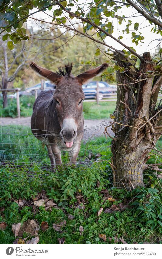 Ein lustiger Esel auf einer Weide am Zaun Tier Außenaufnahme Nutztier Tierporträt Farbfoto Menschenleer Tag Natur 1 Wiese Blick Blick in die Kamera Neugier