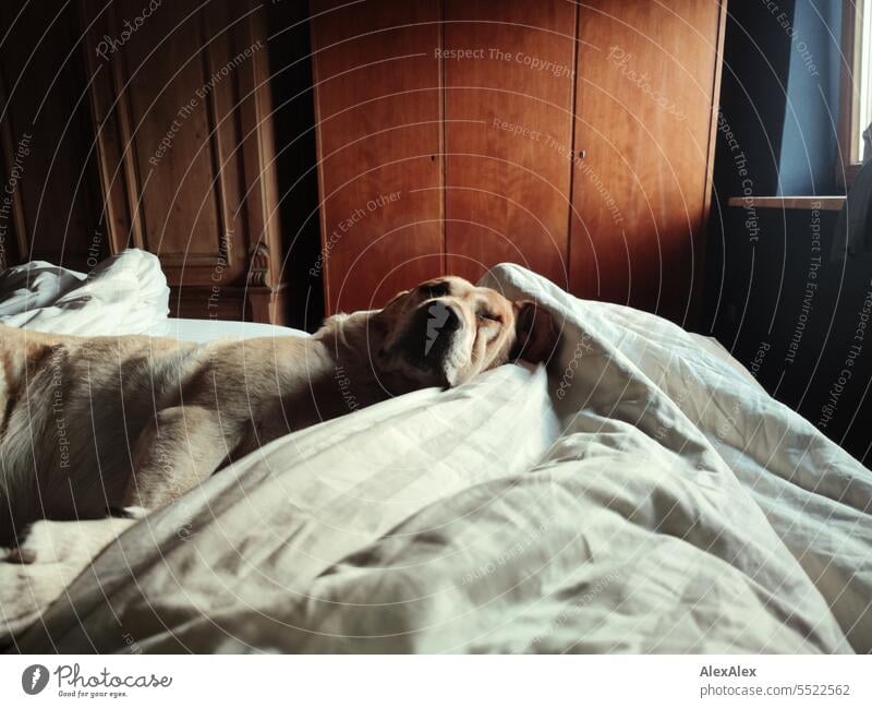 Blonder Labrador liegt entspannt in einem Bett auf der Bettdecke und döst ein bisschen vor sich hin Hund blond blonder Labrador Haustier Tierliebe Säugetier