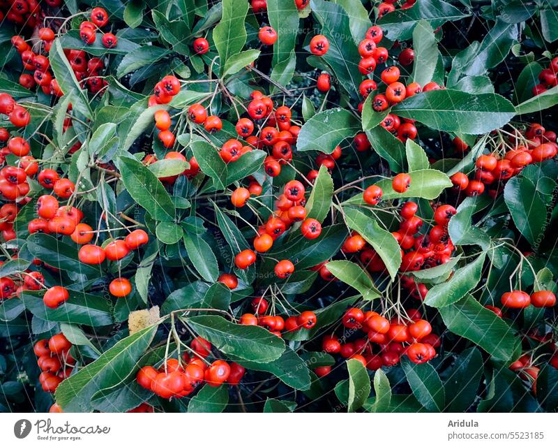 Feuerdornbeeren am Strauch Beeren Spätsommer Herbst Frucht grün immergrün Hecke Garten Pflanze Rot