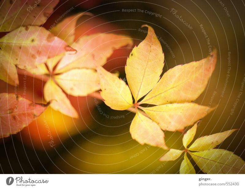 Happy Birthday, Photocase! | Herbstsonne an Blatt Natur Pflanze Wetter Schönes Wetter Wärme Sträucher Freundlichkeit nah natürlich braun gelb gold rot leuchten