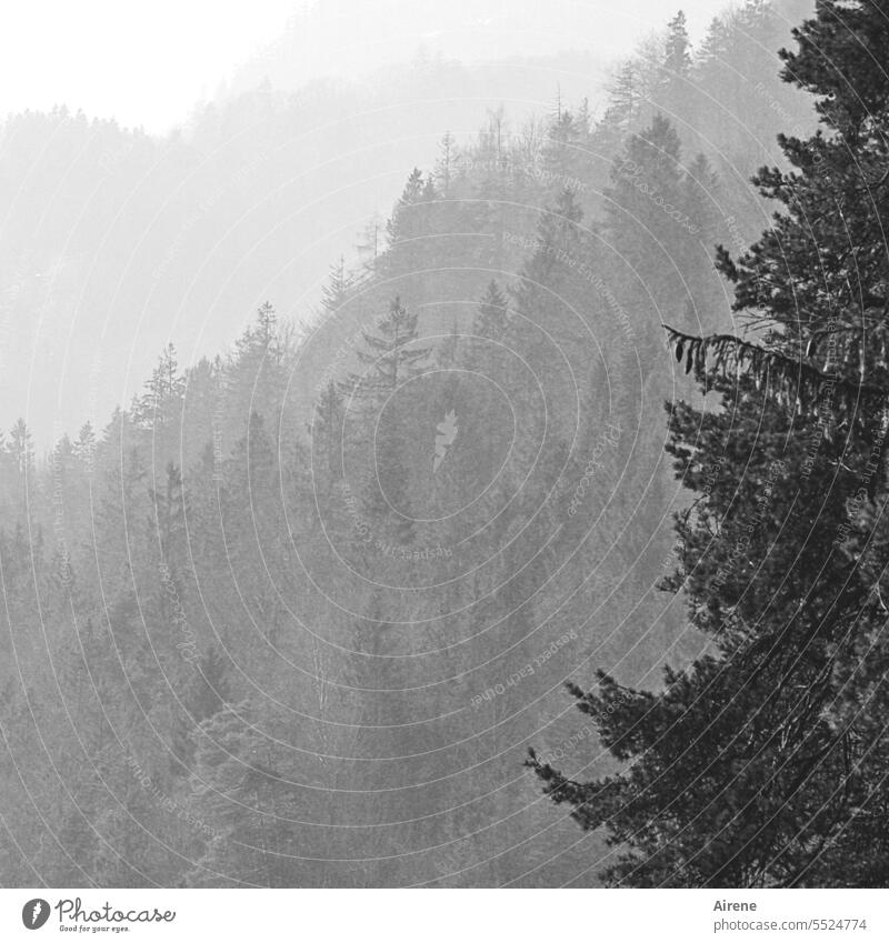 Grauwald Bäume Bergwald Wald Nadelbaum Nadelwald Berge u. Gebirge Alpen Landschaft Tannenwald hoch Baum kalt steil weiß winterlich Winter neblig Trauer
