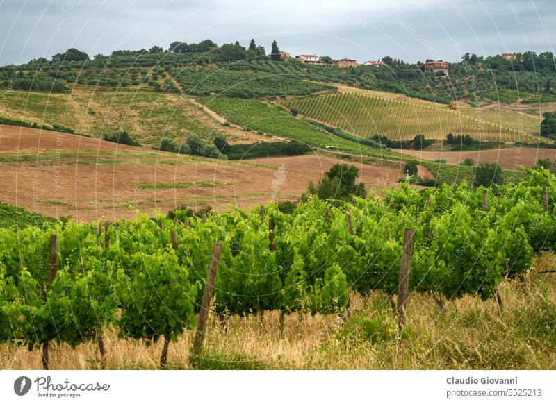 Weinberge des Chianti bei Poggibonsi Europa Italien San Donato Siena Toskana Ackerbau Farbe Land Tag grün Hügel Landschaft Natur Fotografie Pflanze ländlich