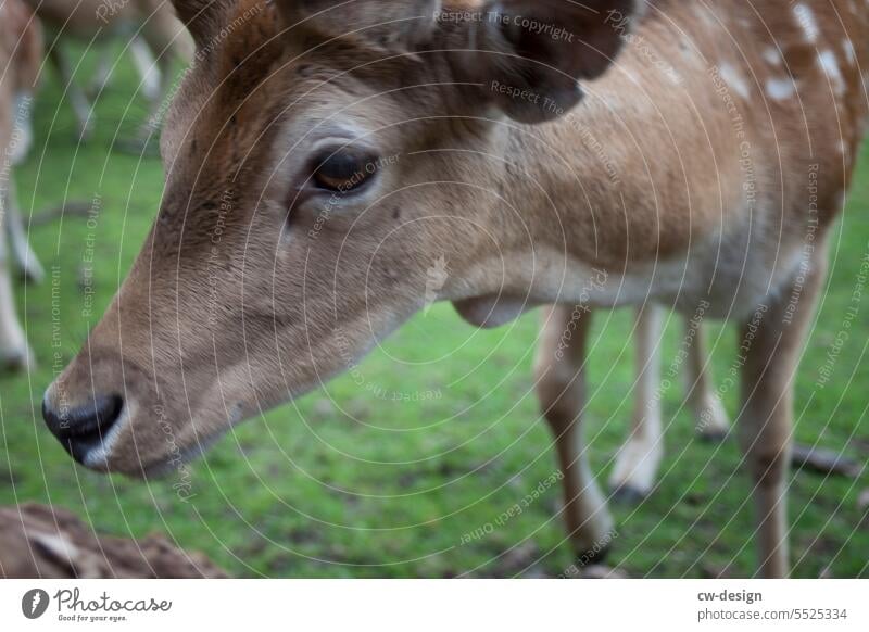 Tier - Reh Natur Außenaufnahme Farbfoto natürlich