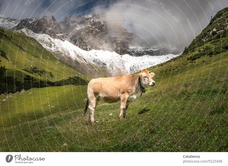 Eine Kuh auf der Alm Sommer Tageslicht Schönes Wetter Natur Umwelt Felsen Himmel Berge Gipfel Gebirge Landschaft Wolken Alpen Berge u. Gebirge