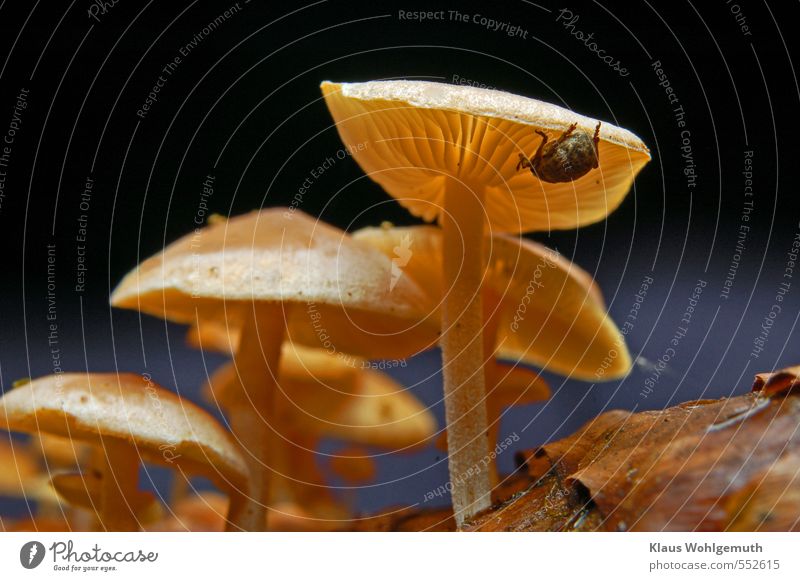 Kleine Pilzgruppe auf einem Fichtenzapfen.Ein Rüsselkäfer sucht unter einem Pilzhut nach essbarem Schwindling Wald Käfer 1 Tier krabbeln blau braun gelb grau
