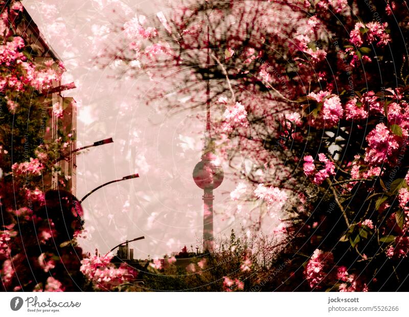 Frühling mit Kirschblüten und Fernsehturm Berliner Fernsehturm Wahrzeichen Doppelbelichtung Prenzlauer Berg Silhouette Reaktionen u. Effekte defokussiert Bokeh