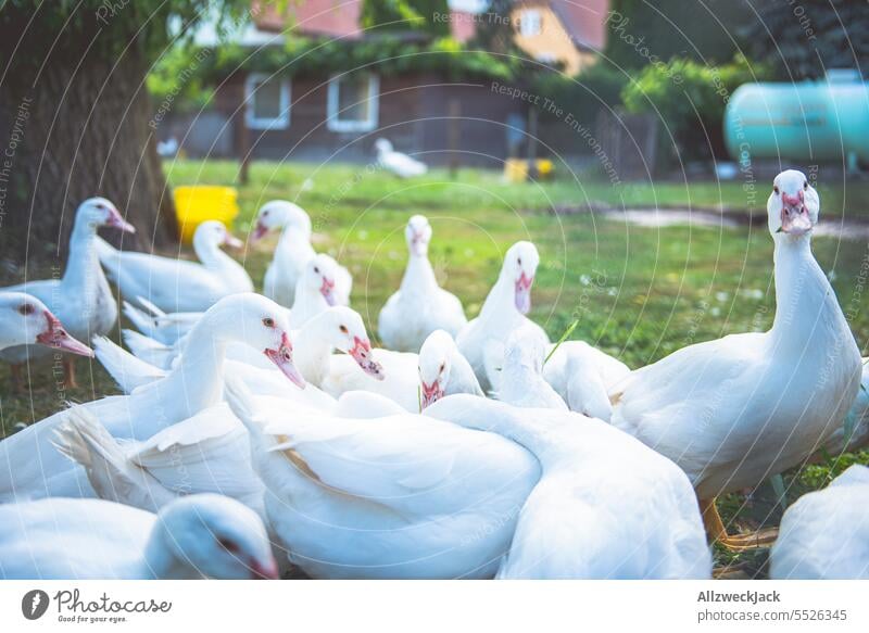 Eine Bande Gänse hängt im Garten ab und schaut argwöhnisch in die Kamera Gans gänse tiere Tier Gruppe Clique weiß Nutztiere Federvieh Vögel Vogel Schnabel