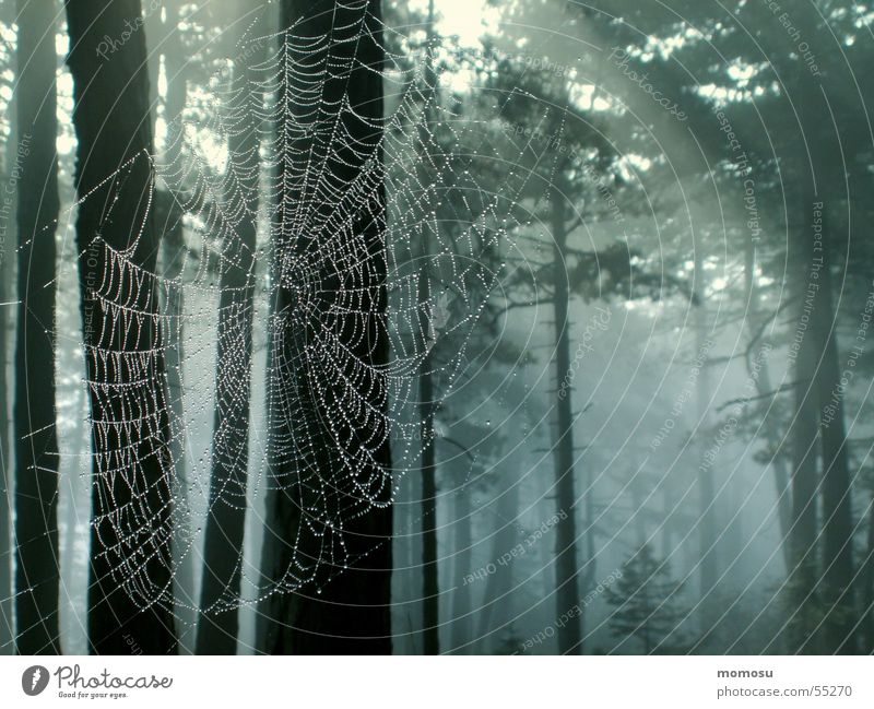 Spinnenwald Wald Baum Wald-Kiefer Spinnennetz Licht Nebel Herbst Vernetzung Lichterscheinung Seil